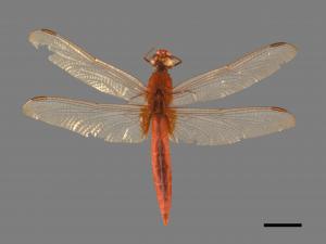 Crocothemis servilia servilia[猩紅蜻蜓][00103743]