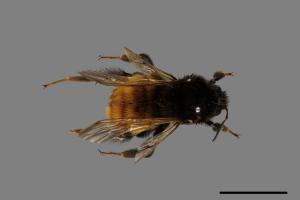 Bombus bicoloratus[雙色熊蜂][00074674]