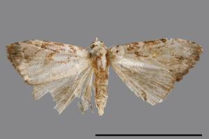 <已分類>Genus：Pseudogyrtona[00008113]