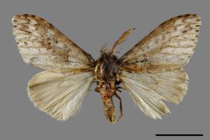 Lymantria grisea kosemponis[L紋褐毒蛾][00051478]
