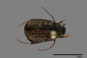 <已分類>Family：Scarabaeidae[金龜子科][00091966]