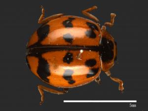 Harmonia octomaculata[八斑和瓢蟲][00085058]