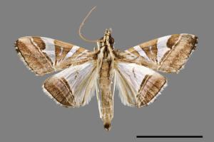 Glyphodes itysalis[00024667]
