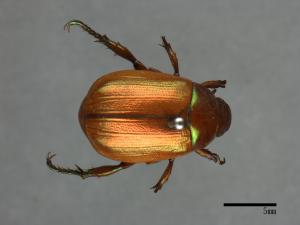 Mimela testaceoviridis[黃艷金龜][00081477]