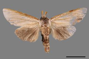 Tensha striatella[天社舟蛾][00038633]