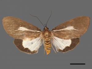 Asota heliconia zebrina[圓端擬燈蛾][00039601]