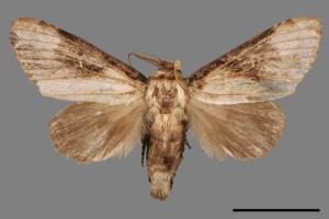 Formofentonia orbifer rotundata[圓紛舟蛾][00045803]