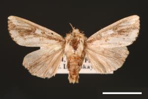 Mythimna sinuosa[00001405]
