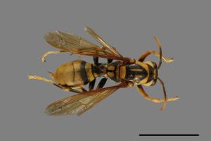 Polistes rothneyi[黃長腳蜂][00073621]