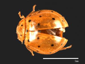 Harmonia sedecimnotata[星點褐瓢蟲][00084933]