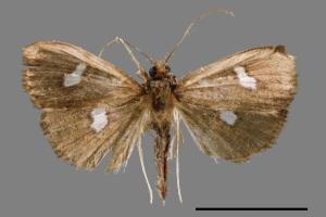 <已分類>Genus：Pleuroptya[00042408]