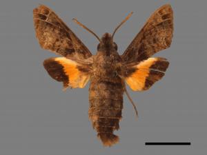 Macroglossum fritzei[佛瑞茲長喙天蛾][00016602]