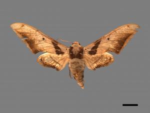 Ambulyx japonica angustifasciata[日本鷹翅天蛾][00017641]