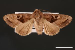 Phlogophora conservuloides[燭影錦夜蛾][00002008]