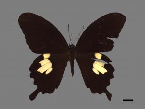 Papilio nephelus chaonulus[臺灣白紋鳳蝶][00014336]