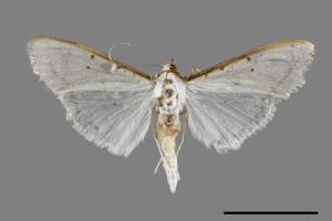 Palpita nigropunctalis[00070341]