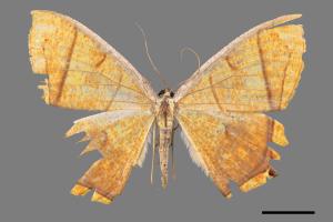 Thinopteryx crocoptera assamensis[黃蝶尺蛾][00047280]