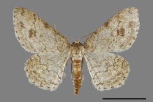 <已分類>Genus：Ectropis[00091461]