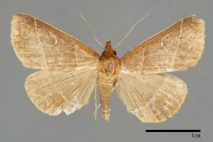 Bertula venata[00010180]