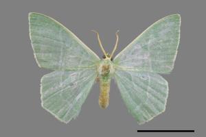 Pelagodes subquadrarius[樟青尺蛾][00021814]