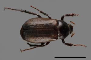 Bunbunius opacipennis[缺光褐金龜][00049015]