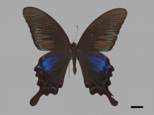 Papilio bianor thrasymedes[烏鴉鳳蝶][00014560]