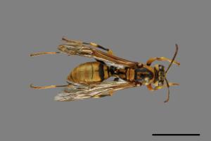 Polistes rothneyi[黃長腳蜂][00073601]