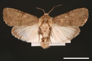 Spodoptera pecten[梳灰翅夜蛾][00002884]