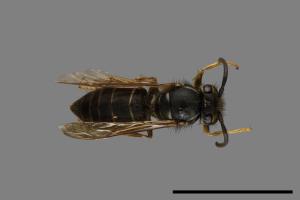 Vespula flaviceps[細黃胡蜂][00073041]