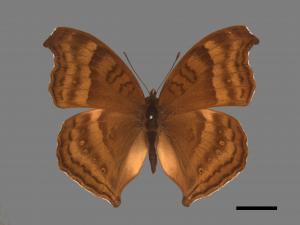 Junonia iphita[黑擬蛺蝶][00013312]