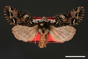 Orthopolia scotoptera[00035985]