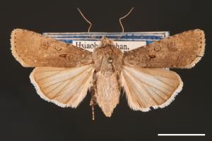 Agrotis segetum[蕪菁夜蛾][00000696]