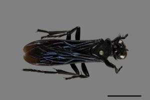 <已分類>Family：Sphecidae[細腰蜂科][00072556]