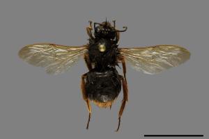 Bombus eximius[精選熊蜂][00074758]