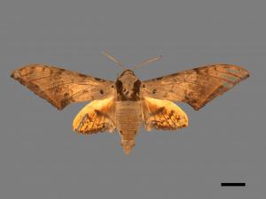 Ambulyx sericeipennis[臺灣鷹翅天蛾][00017446]