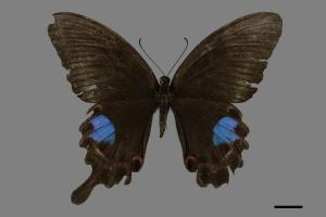 Papilio paris nakaharai[大琉璃紋鳳蝶][00093838]