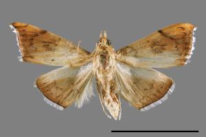 Hyalobathra coenostolalis[00065138]