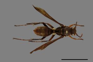 Polistes formosanus[00102406]