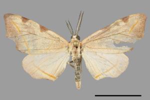 Hypochrosis rufescens[四角斑尺蛾][00028798]