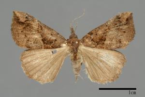 Hypena tenebralis[00009916]