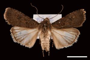 Agrotis segetum[蕪菁夜蛾][00058977]