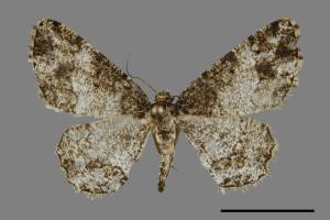 Deileptenia rimosaria[黑斑微黃尺蛾][00069980]