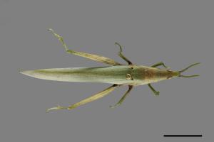 Atractomorpha sinensis[紅後負蝗][00089199]