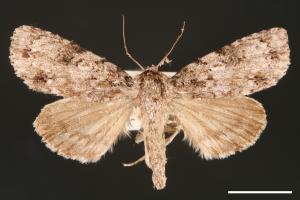 Acronicta albistigma[00000436]