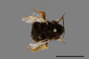 Bombus eximius[精選熊蜂][00074696]