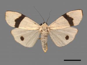 Vamura alboluteora[維黃華苔蛾][00055988]