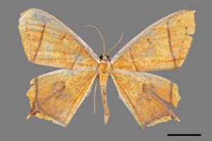 Thinopteryx crocoptera assamensis[黃蝶尺蛾][00019621]