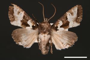 Phlogophora albovittata[白斑錦夜蛾][00002025]