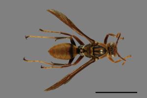 Polistes formosanus[00101601]