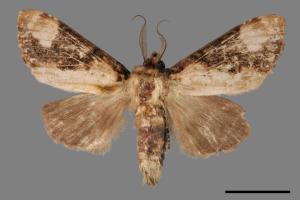 Formofentonia orbifer rotundata[圓紛舟蛾][00035381]